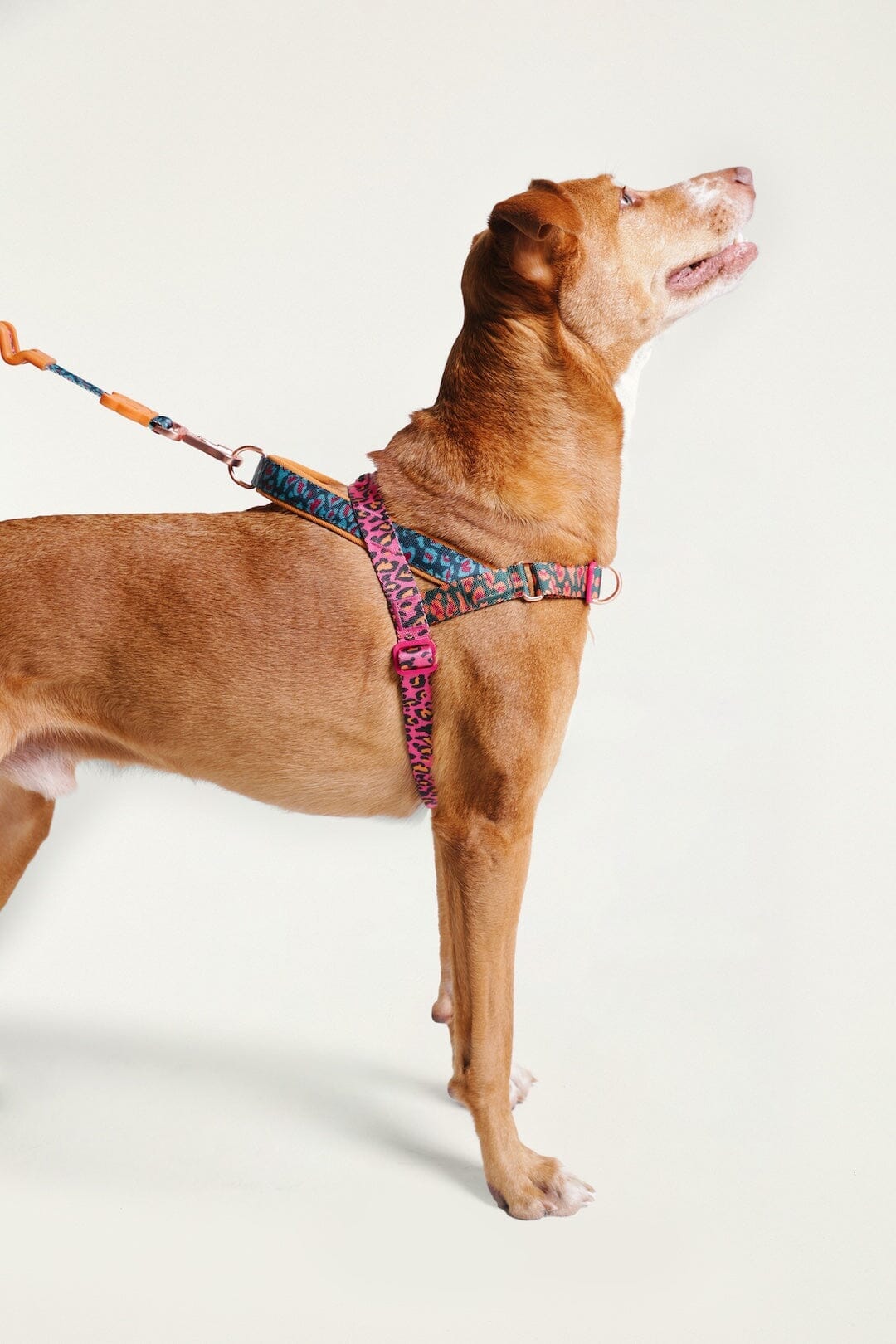 Zeedog Farm Onca Softer Walk - Size S